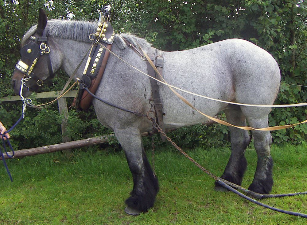 Ardennes Belgian Draft Horses